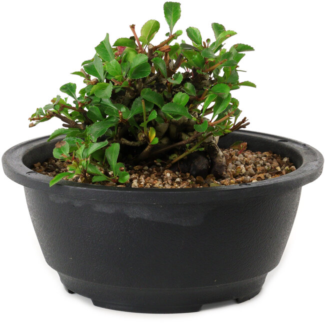 Chaenomeles speciosa, 10 cm, ± 25 years old