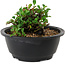 Chaenomeles speciosa, 10 cm, ± 25 years old
