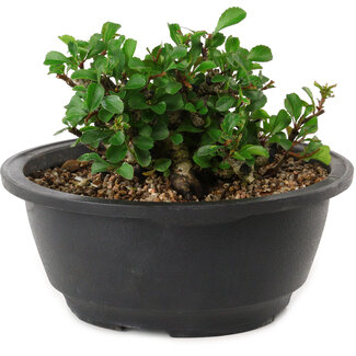 Chaenomeles speciosa, 10 cm, ± 25 years old