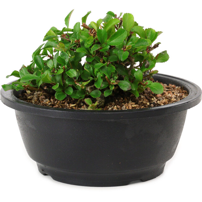 Chaenomeles speciosa, 10 cm, ± 25 years old
