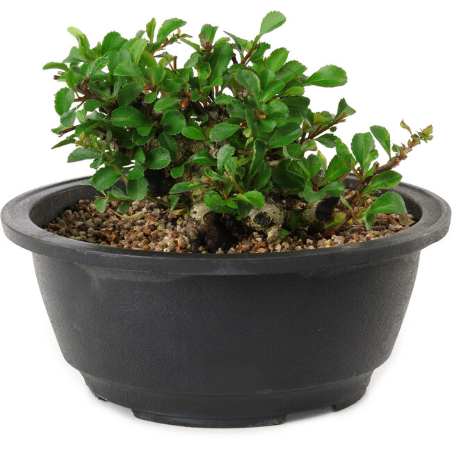 Chaenomeles speciosa, 10 cm, ± 25 years old