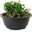 Chaenomeles speciosa, 10 cm, ± 25 years old
