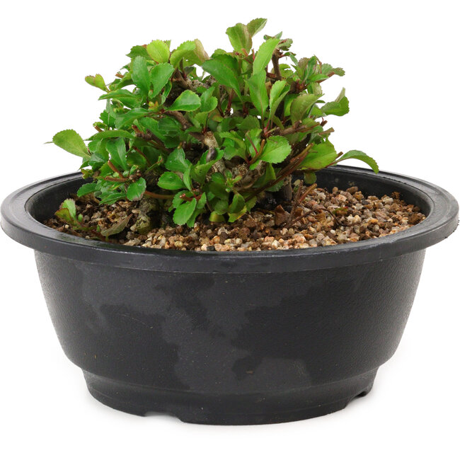 Chaenomeles speciosa, 10 cm, ± 25 years old
