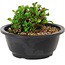 Chaenomeles speciosa, 10 cm, ± 25 years old
