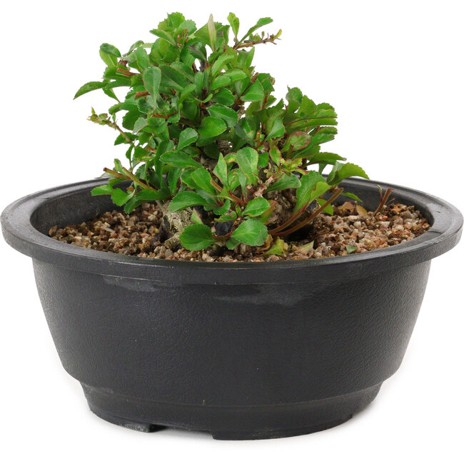 Chaenomeles speciosa, 10 cm, ± 25 years old