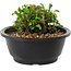 Chaenomeles speciosa, 10 cm, ± 25 years old