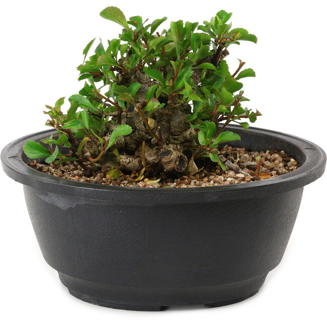 Chaenomeles speciosa, 10 cm, ± 25 years old