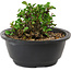 Chaenomeles speciosa, 10 cm, ± 25 years old