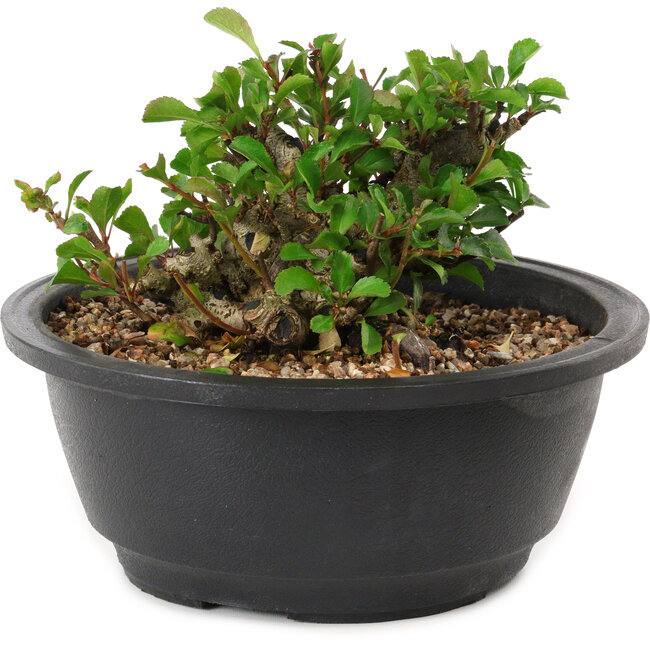 Chaenomeles speciosa, 10 cm, ± 25 years old