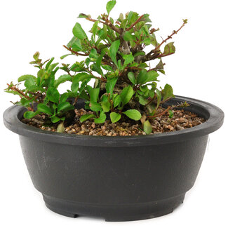 Chaenomeles speciosa, 10 cm, ± 25 years old