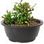 Chaenomeles speciosa, 10 cm, ± 25 years old