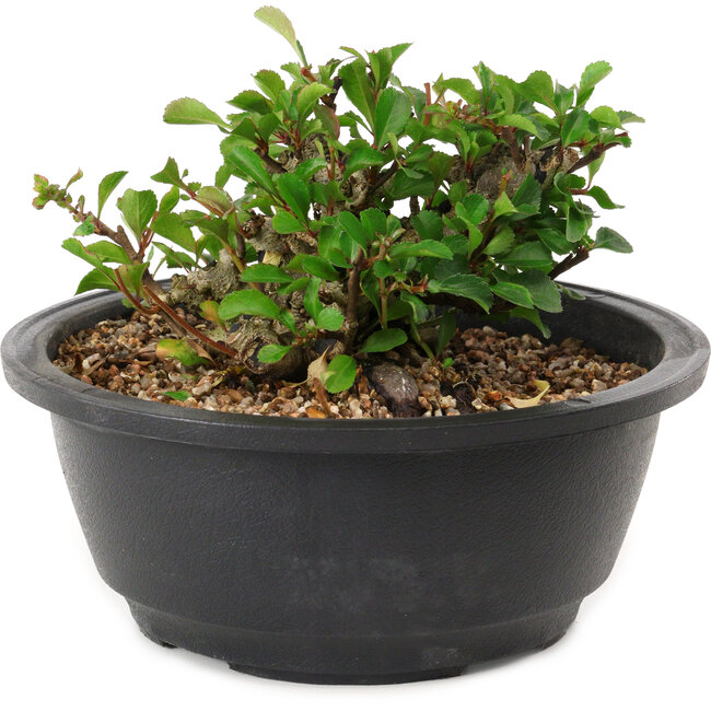Chaenomeles speciosa, 10 cm, ± 25 years old