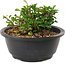 Chaenomeles speciosa, 10 cm, ± 25 years old