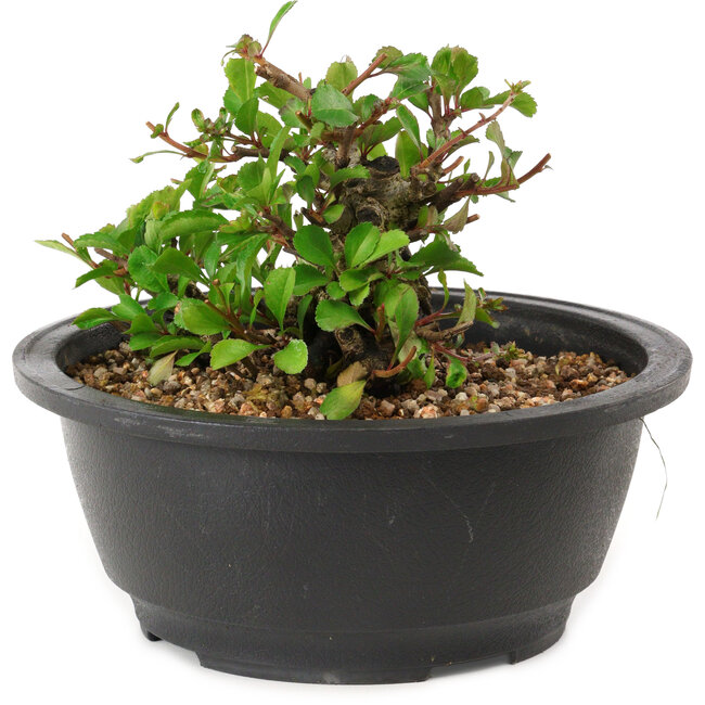 Chaenomeles speciosa, 10 cm, ± 25 years old