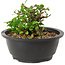 Chaenomeles speciosa, 10 cm, ± 25 years old
