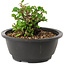 Chaenomeles speciosa, 10 cm, ± 25 years old