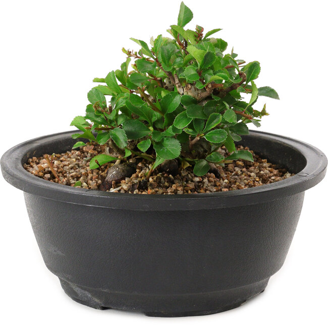 Chaenomeles speciosa, 10 cm, ± 25 years old