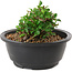 Chaenomeles speciosa, 10 cm, ± 25 years old