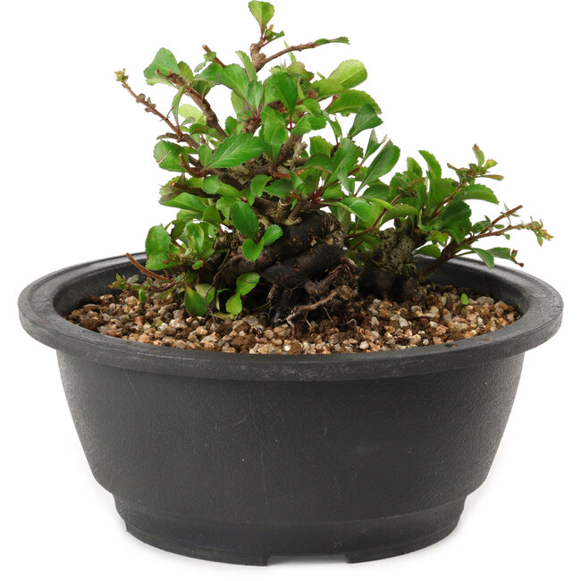 Chaenomeles speciosa, 10 cm, ± 25 years old