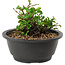 Chaenomeles speciosa, 10 cm, ± 25 years old