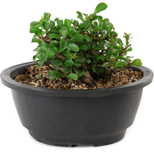 Chaenomeles speciosa, 10 cm, ± 25 years old