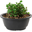 Chaenomeles speciosa, 10 cm, ± 25 years old