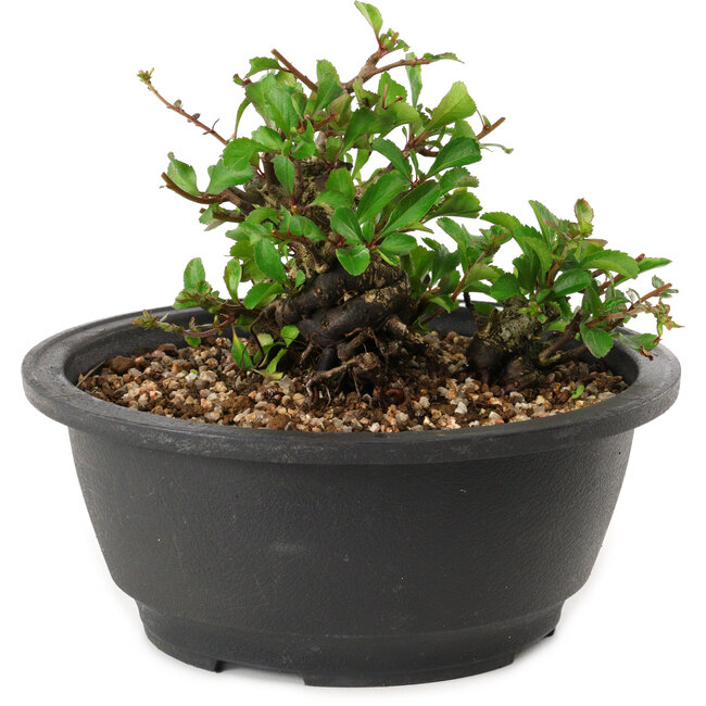 Chaenomeles speciosa, 10 cm, ± 25 years old