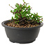 Chaenomeles speciosa, 10 cm, ± 25 years old