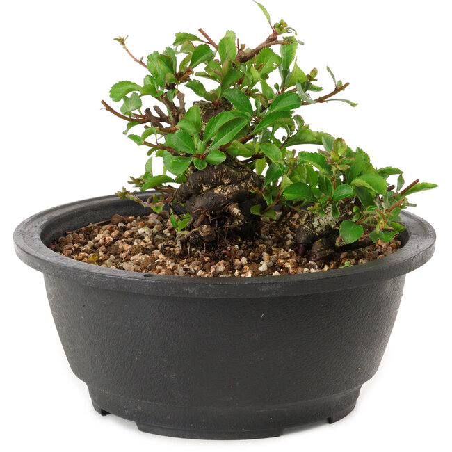 Chaenomeles speciosa, 10 cm, ± 25 years old