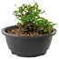 Chaenomeles speciosa, 10 cm, ± 25 years old