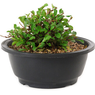 Chaenomeles speciosa, 10 cm, ± 25 years old