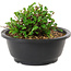 Chaenomeles speciosa, 10 cm, ± 25 years old