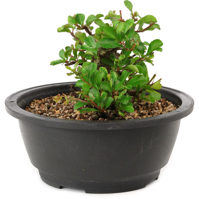 Chaenomeles speciosa, 10 cm, ± 25 years old