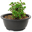 Chaenomeles speciosa, 10 cm, ± 25 years old