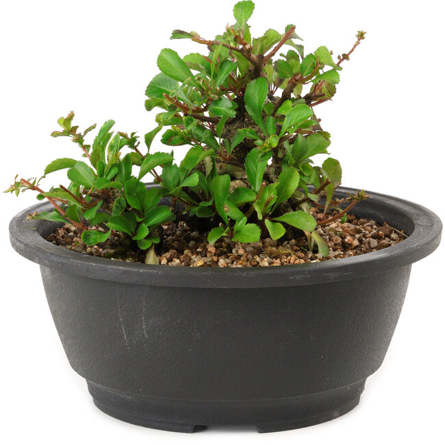 Chaenomeles speciosa, 10 cm, ± 25 years old