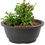 Chaenomeles speciosa, 10 cm, ± 25 years old