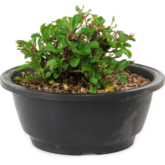 Chaenomeles speciosa, 10 cm, ± 25 jaar oud
