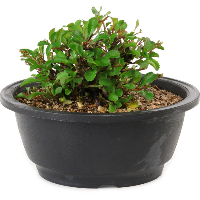Chaenomeles speciosa, 10 cm, ± 25 years old