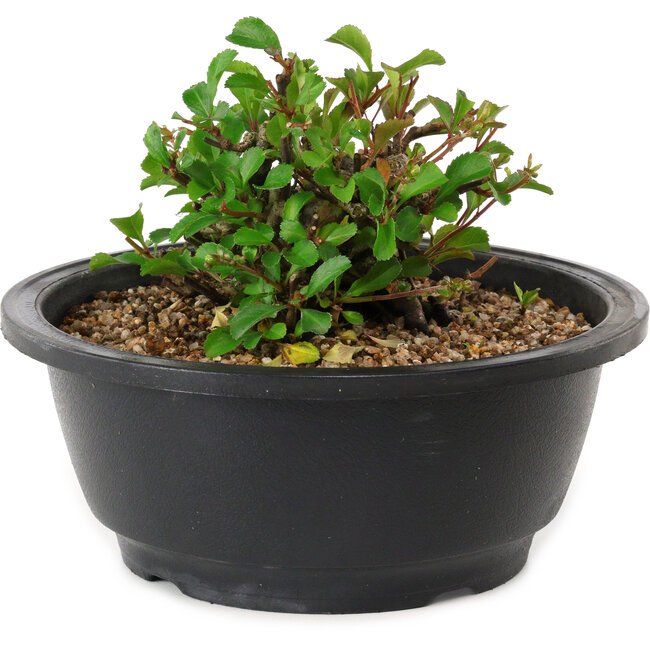 Chaenomeles speciosa, 10 cm, ± 25 years old
