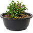 Chaenomeles speciosa, 10 cm, ± 25 years old