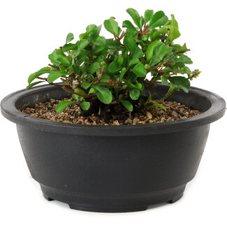 Chaenomeles speciosa, 10 cm, ± 25 years old