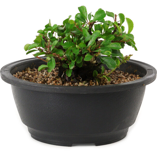 Chaenomeles speciosa, 10 cm, ± 25 years old