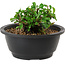 Chaenomeles speciosa, 10 cm, ± 25 years old