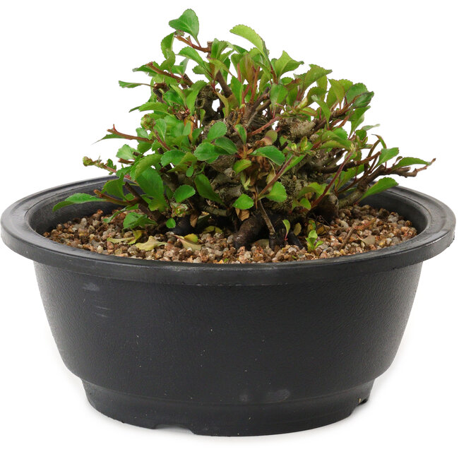 Chaenomeles speciosa, 10 cm, ± 25 years old