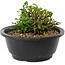 Chaenomeles speciosa, 10 cm, ± 25 years old