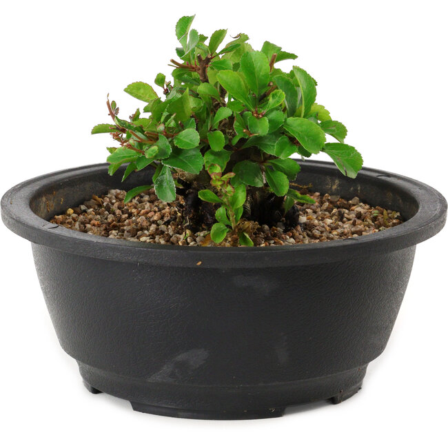 Chaenomeles speciosa, 10 cm, ± 25 years old