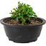 Chaenomeles speciosa, 10 cm, ± 25 years old