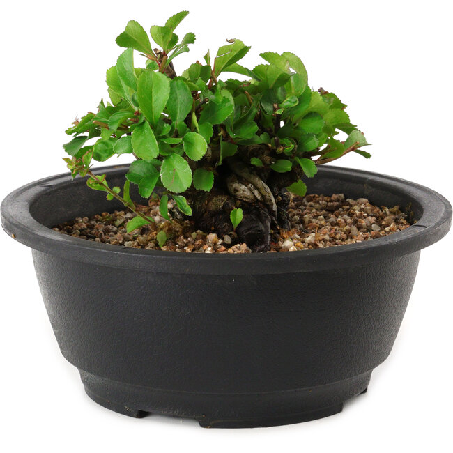 Chaenomeles speciosa, 10 cm, ± 25 years old