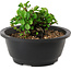 Chaenomeles speciosa, 10 cm, ± 25 years old