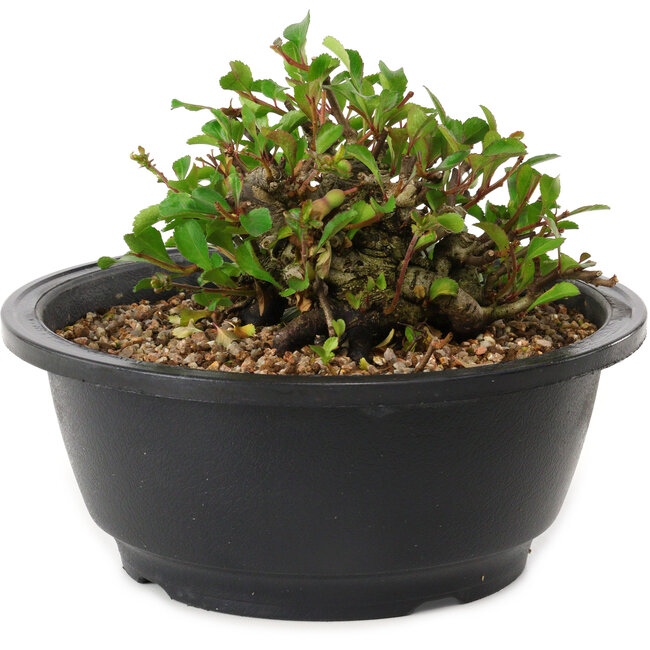 Chaenomeles speciosa, 10 cm, ± 25 years old